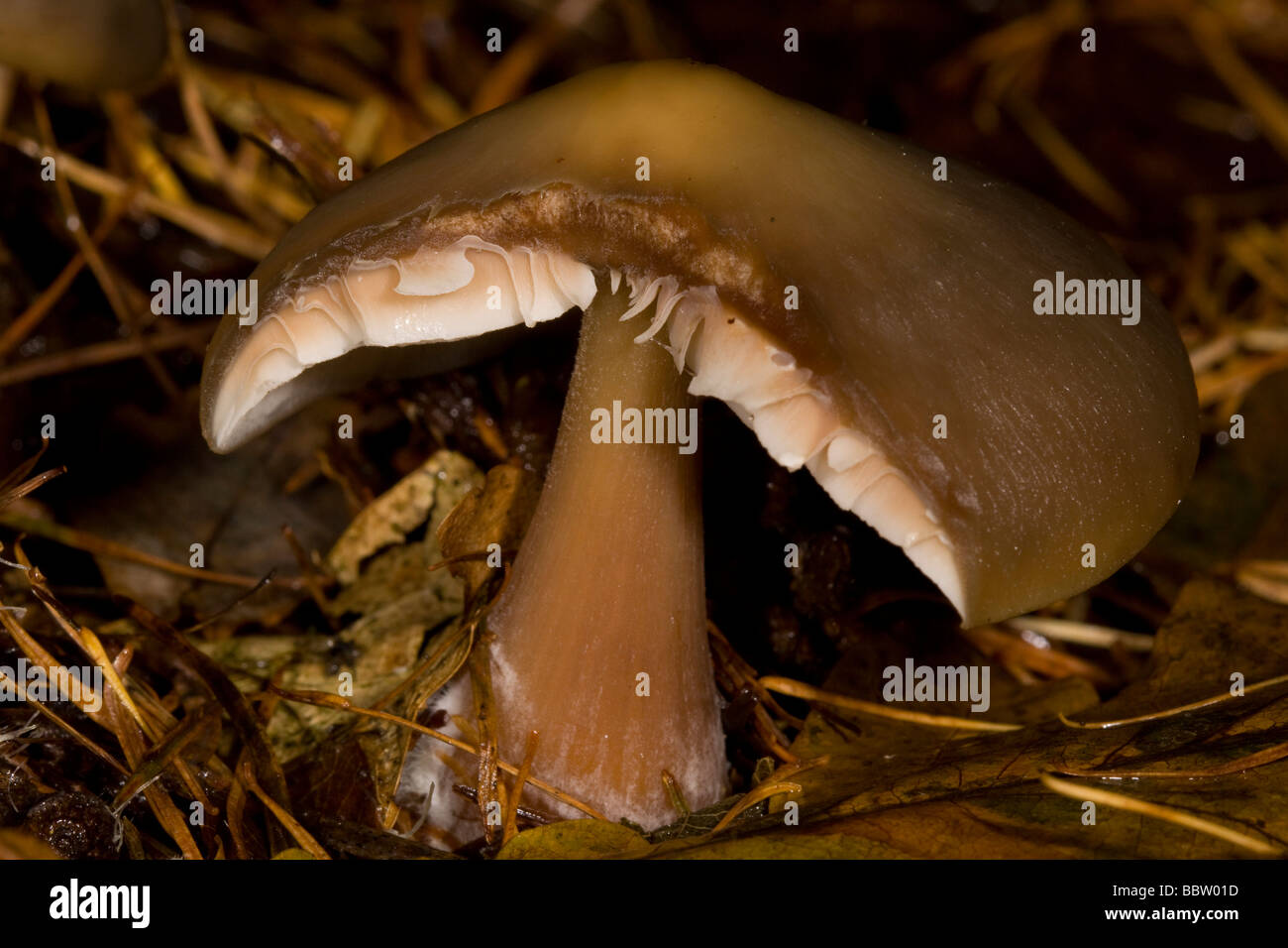 Fungo prese un legno Piddles Dorset Foto Stock