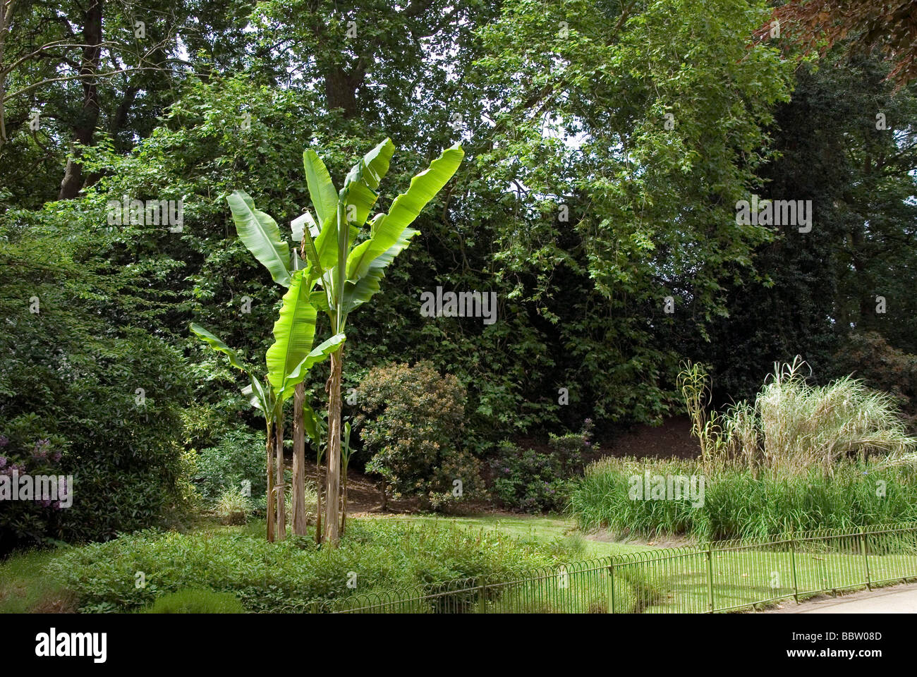 Palm in un giardino inglese Foto Stock