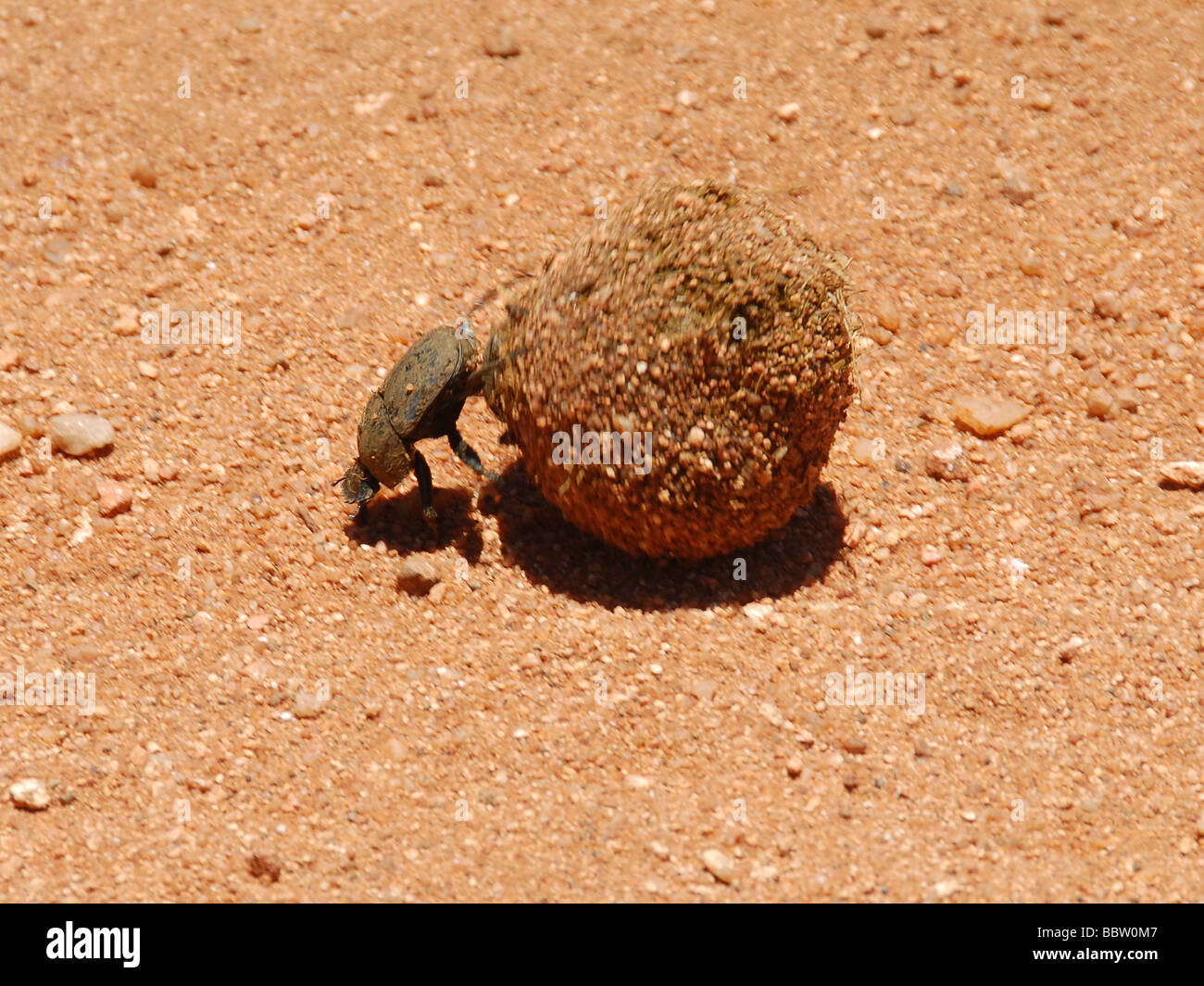 Mantenere il rotolamento, un dung beetle, capovolto giocando con pollina Foto Stock