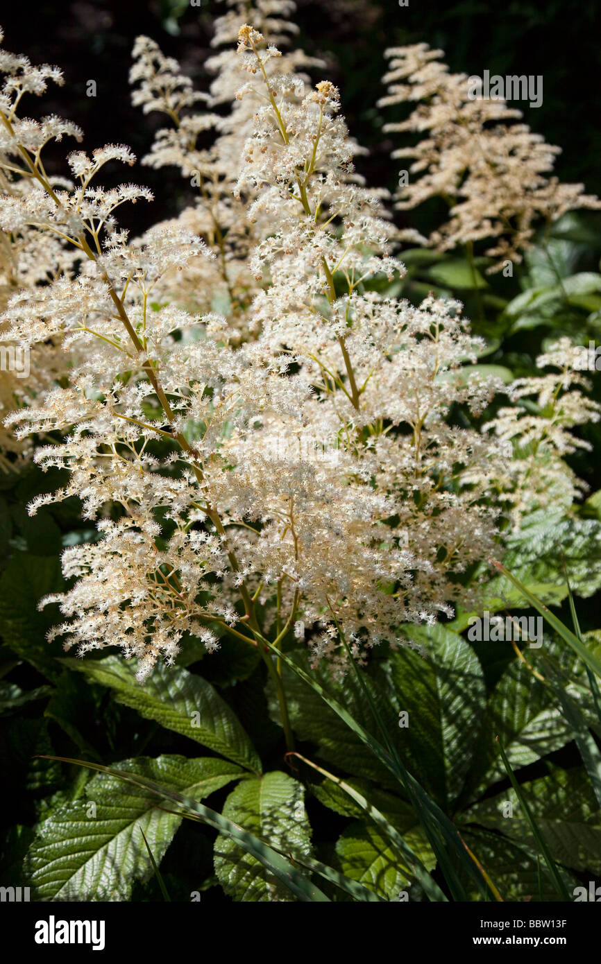 Aruncus sylvester goatsbeard rosacee bianco con Brillante lucide foglie verdi, dioicus Foto Stock