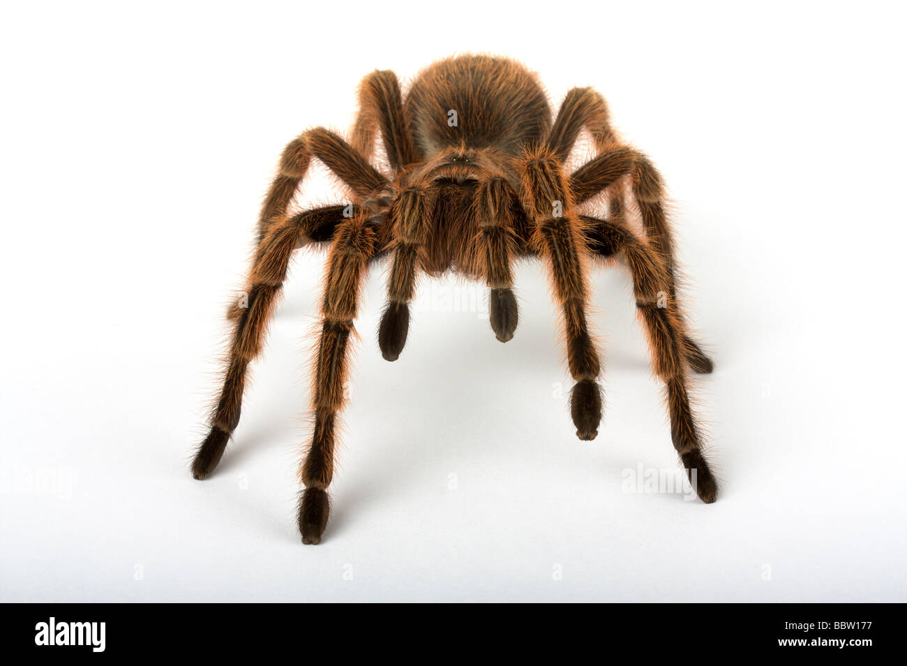 Ragno Foto Stock