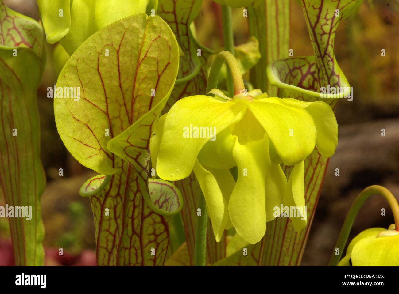 Sarracenia oreophila Foto Stock