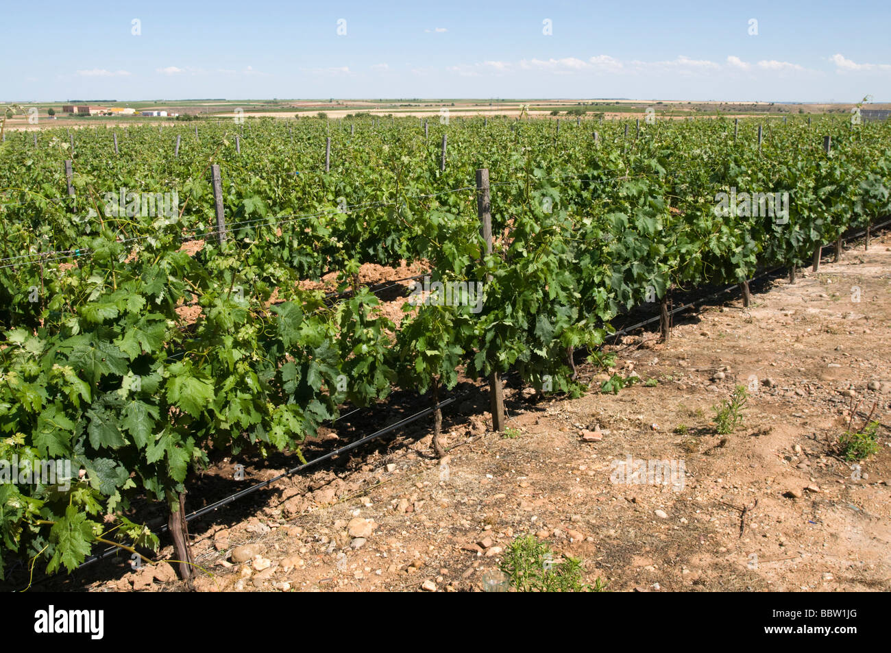 Liberalia azienda vitivinicola nella regione di Toro in Spagna Foto Stock