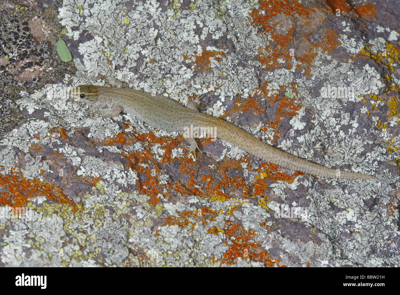 Notte nel deserto Lizard Foto Stock