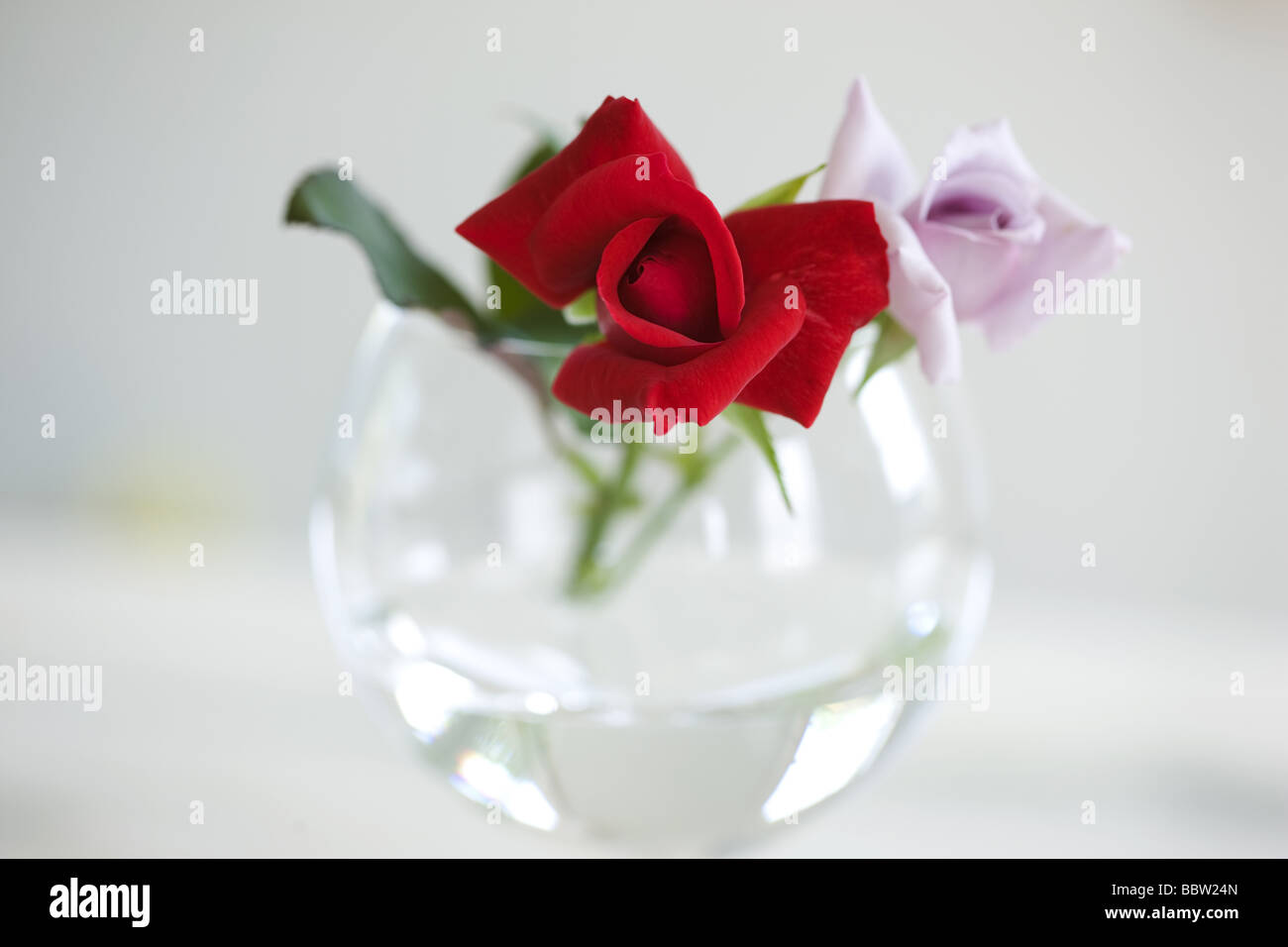 Le Rose in un vaso Foto Stock