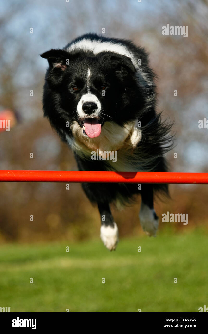 Border Collie saltando su una trave su un corso di agilità Foto Stock