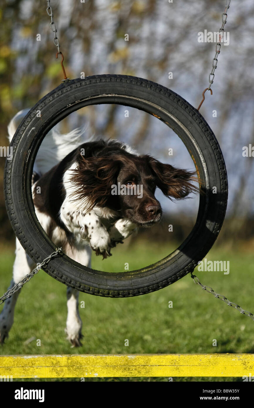 Piccolo Munsterlander saltando attraverso un pneumatico su un corso di agilità Foto Stock