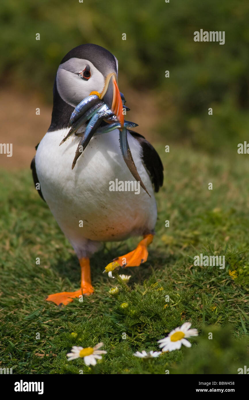 Atlantic Puffin (Fratercula arctica) portando vari cicerelli nella sua bill Foto Stock