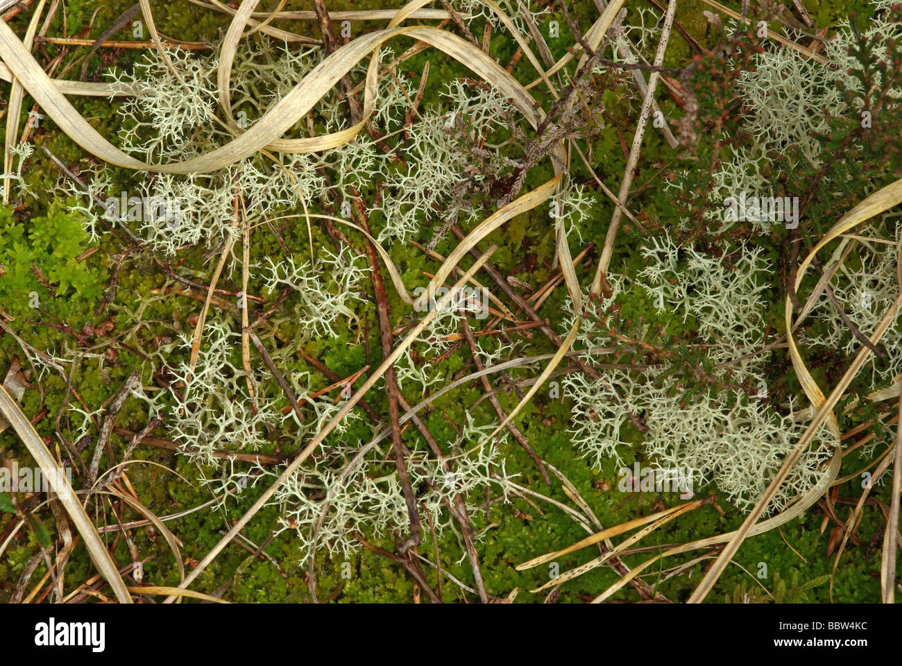 Cladonia unicalis - un comune British lichen. Foto Stock