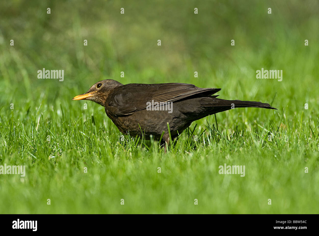 Hen blackbird Turdus merula si inclina la testa per ascoltare i movimenti di preda Foto Stock