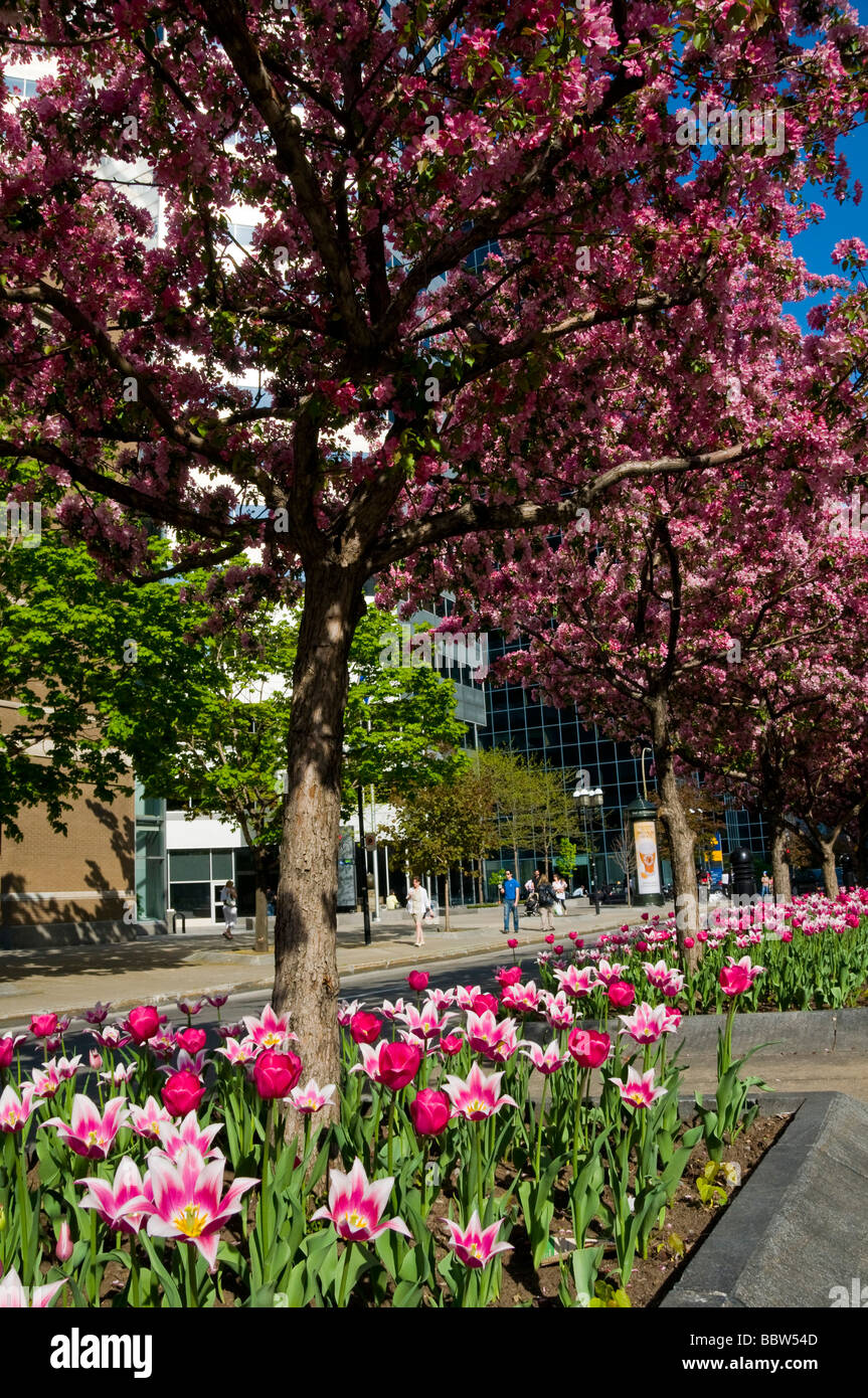 MCGill avenue in primavera nel centro cittadino di Montreal in Canada Foto Stock