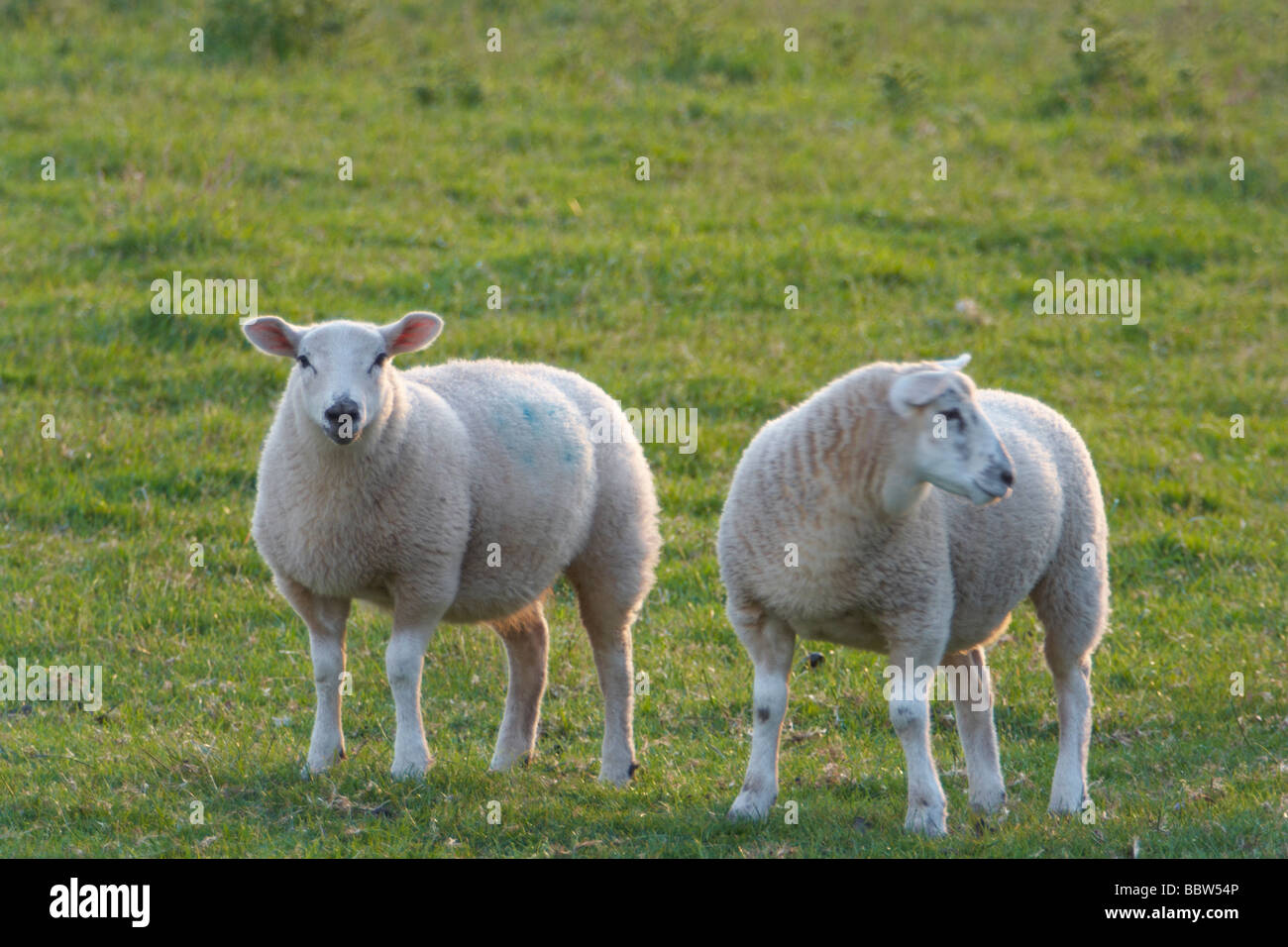 Pecore esegui nel campo,per cercare cibo,bestiame,l'agricoltura Foto Stock