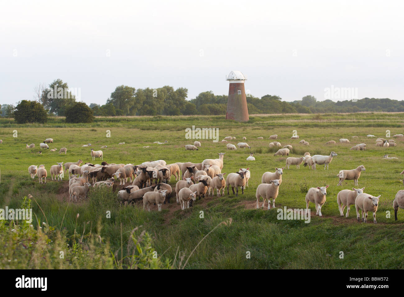 Pecore esegui nel campo,per cercare cibo,mulino a vento nella parte posteriore,bestiame,l'agricoltura Foto Stock