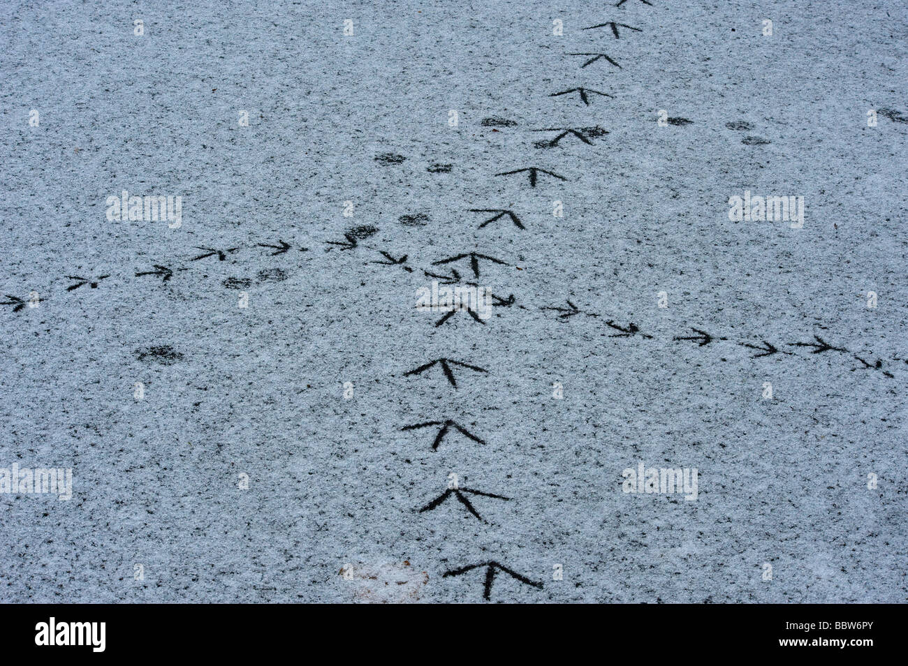 Crocevia dove wildfowl vie incontrato sulla coperta di neve ghiaccio Foto Stock