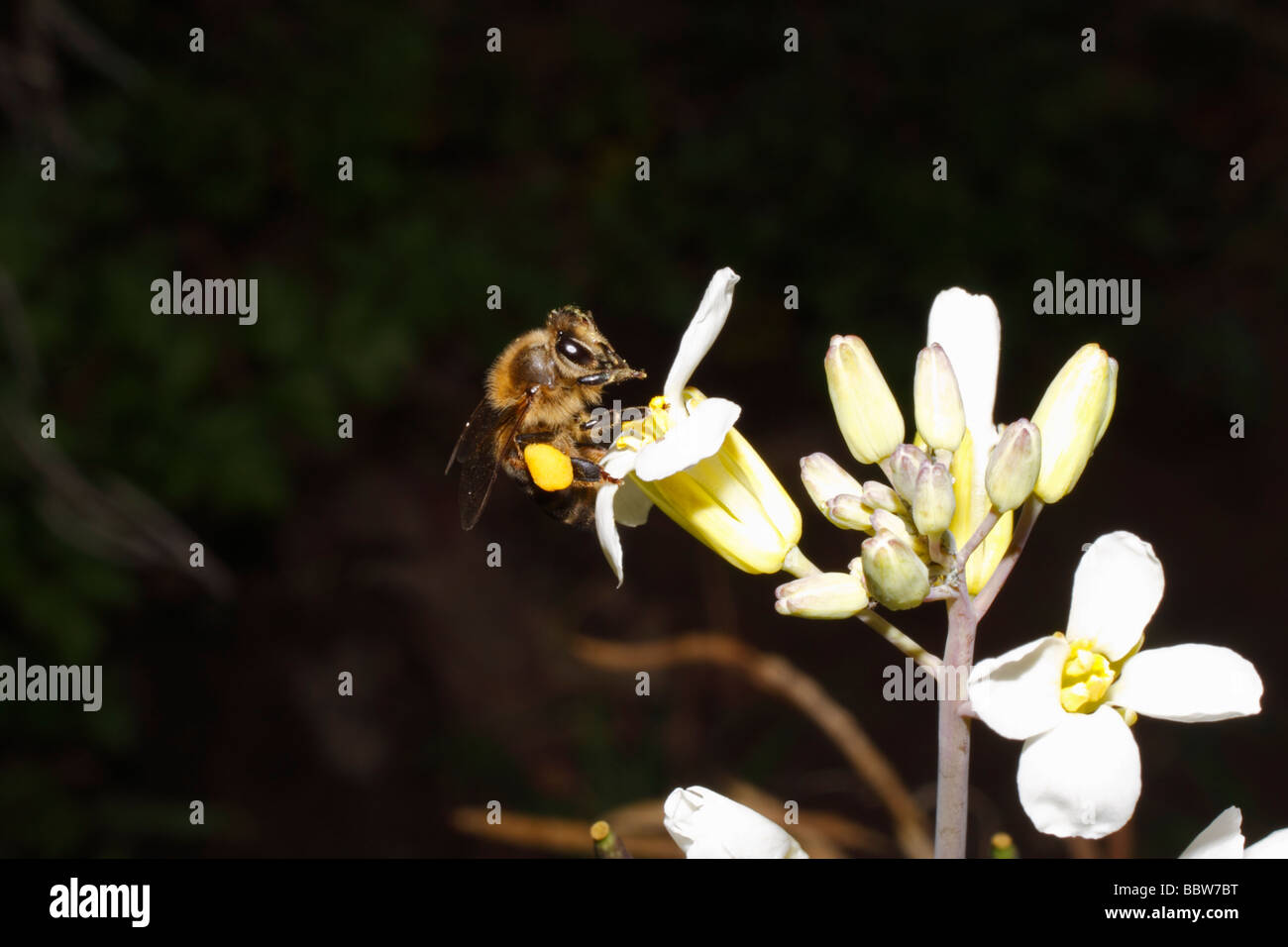 Ape su un fiore bianco. Buenavista, Boyacá, Colombia, Sud America Foto Stock