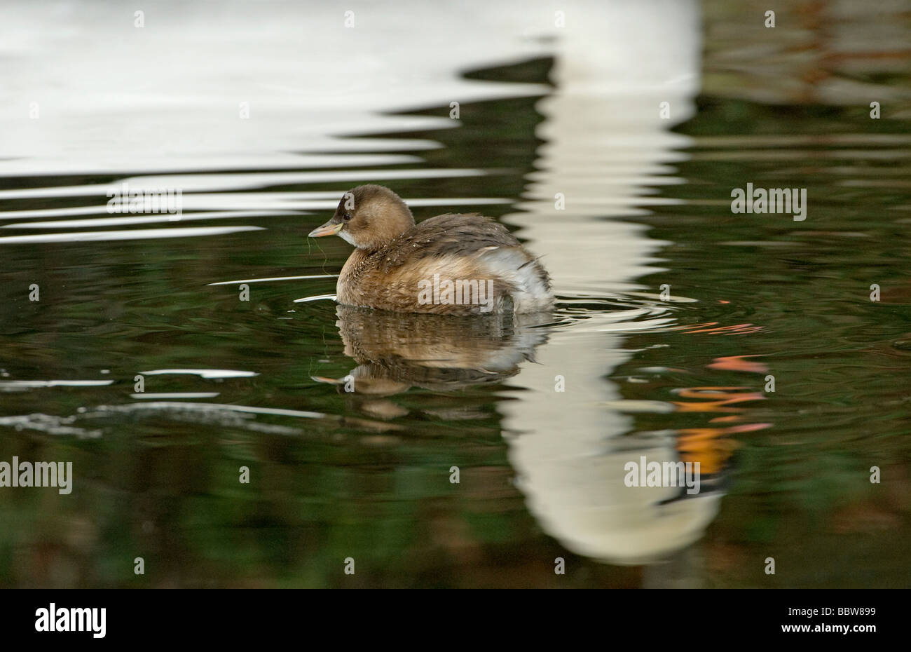 Tuffetto dabchick o con la riflessione del cigno Foto Stock