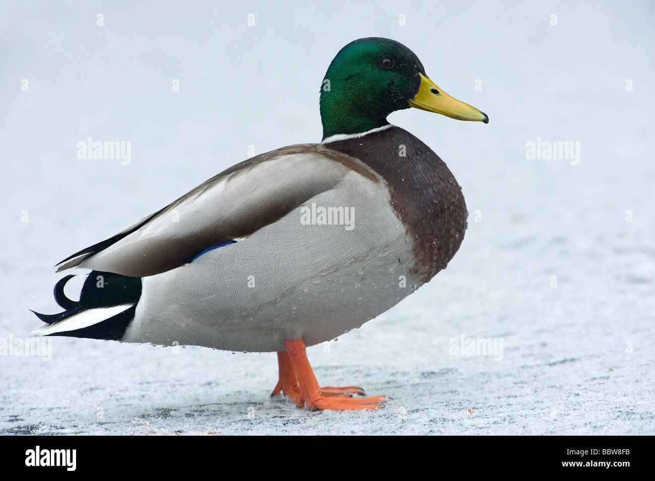 Germano reale Anas platyrhynchos drake su strade coperte di neve lago ghiacciato Foto Stock