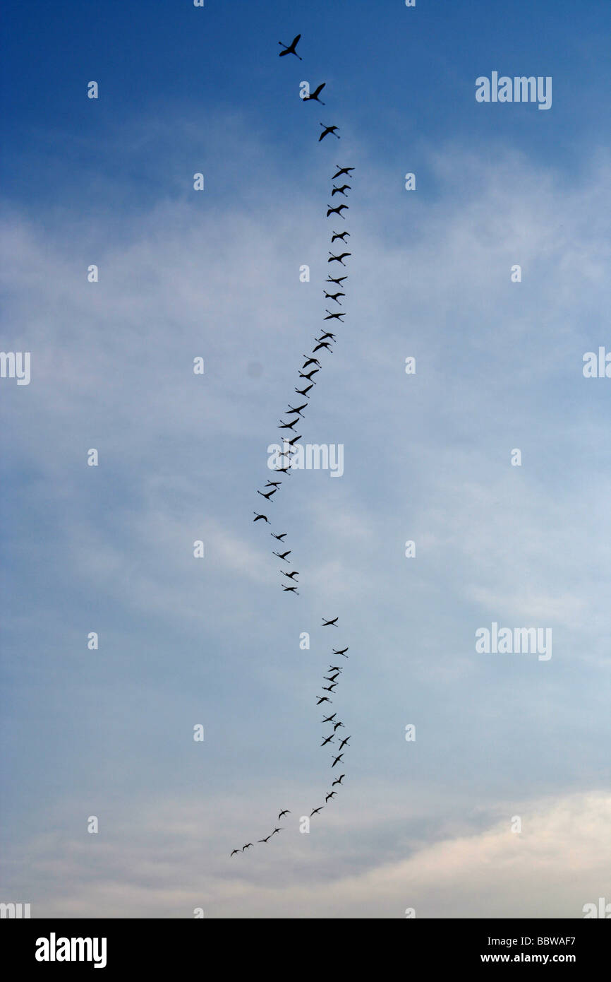 I fenicotteri in volo sopra le saline nei pressi di Comacchio, Parco del Delta del Po, Italia Foto Stock