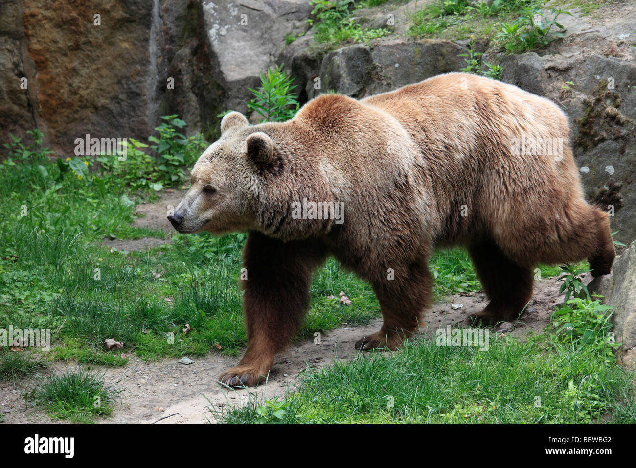 Germania Berlino Zoo europeo di orso bruno Ursus arctos Foto Stock