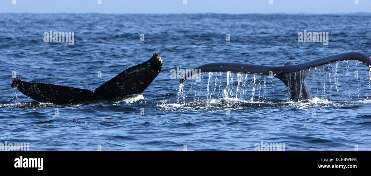 Pinna caudale di Humpback Whale Megaptera novaeangliae Monterey California USA Foto Stock