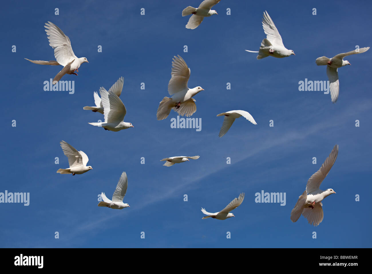 Ventilatore bianco-tailed Pigeon gregge in volo contro il cielo blu Foto Stock