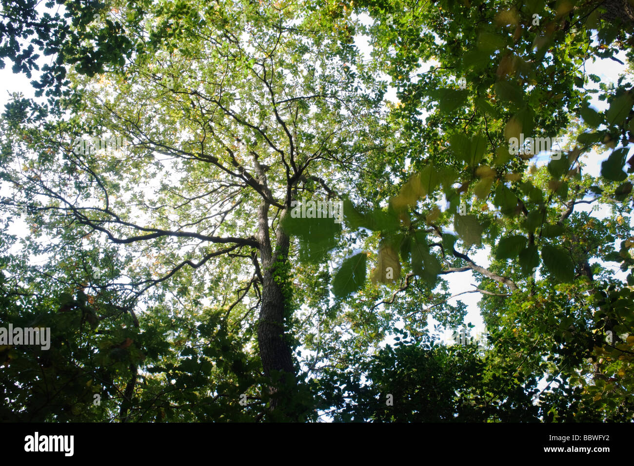 Estate luce del sole che filtra attraverso i vecchi rami e foglie verdi di ondeggianti alberi di quercia nella antica foresta di Sydenham legno Foto Stock