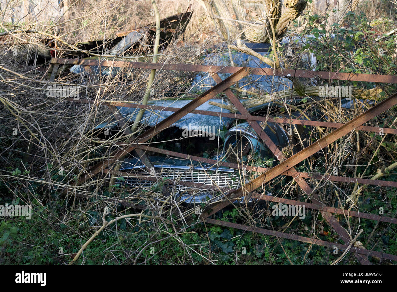 Abbandonato classico Ford Anglia auto ruggine si trova di fronte a lungo il cancello chiuso in terreni agricoli sottobosco Foto Stock