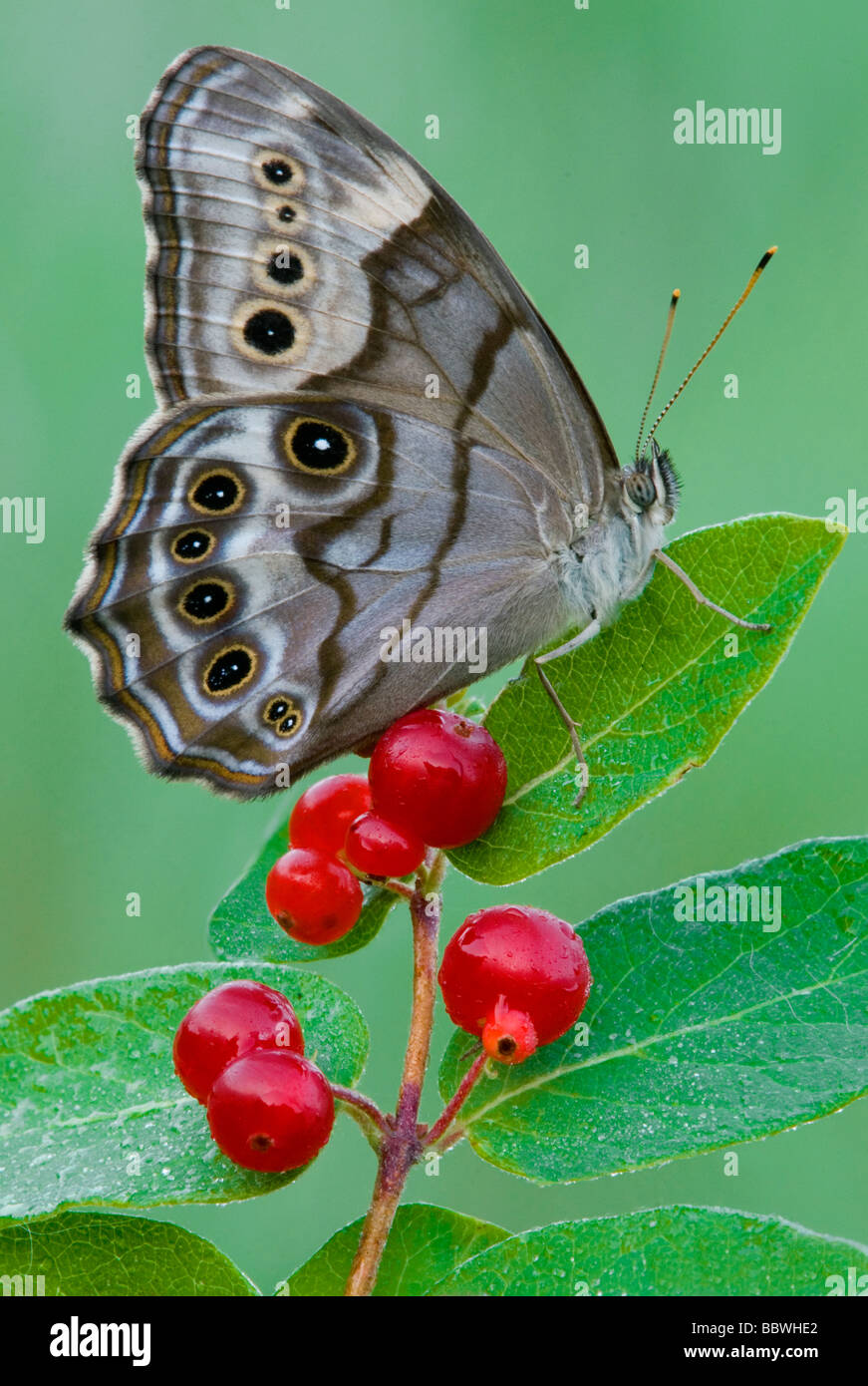 Nord Occhio di perla Butterfly ( Enodia anthedon ) in appoggio sulla pianta di Wintergreen (Gaultheria procumbens) E STATI UNITI D'AMERICA, da saltare Moody/Dembinsky Foto Assoc Foto Stock