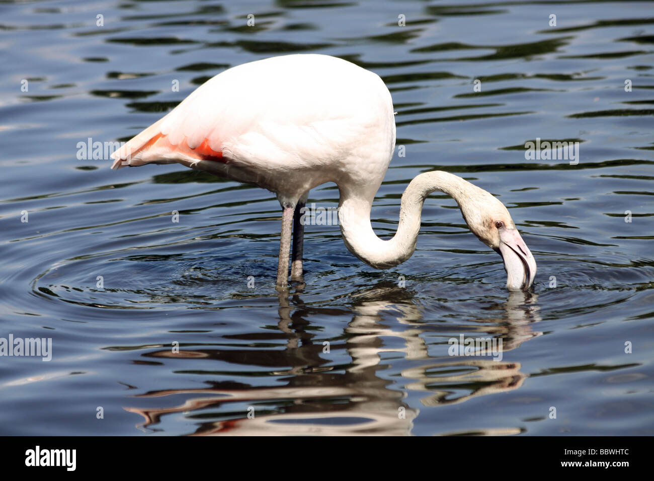 Fenicottero rosa Phoenicopterus roseus alimentare a Martin mera WWT, LANCASHIRE REGNO UNITO Foto Stock