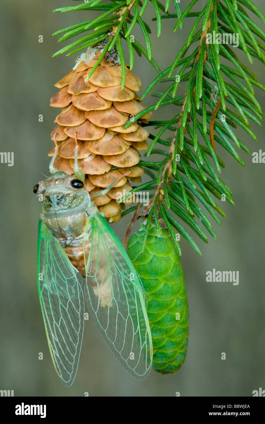 Adulto-argento Cicala panciuto (Tibicen pruinosa) sul cono di abete USA orientale da saltare Moody/Dembinsky Foto Assoc Foto Stock