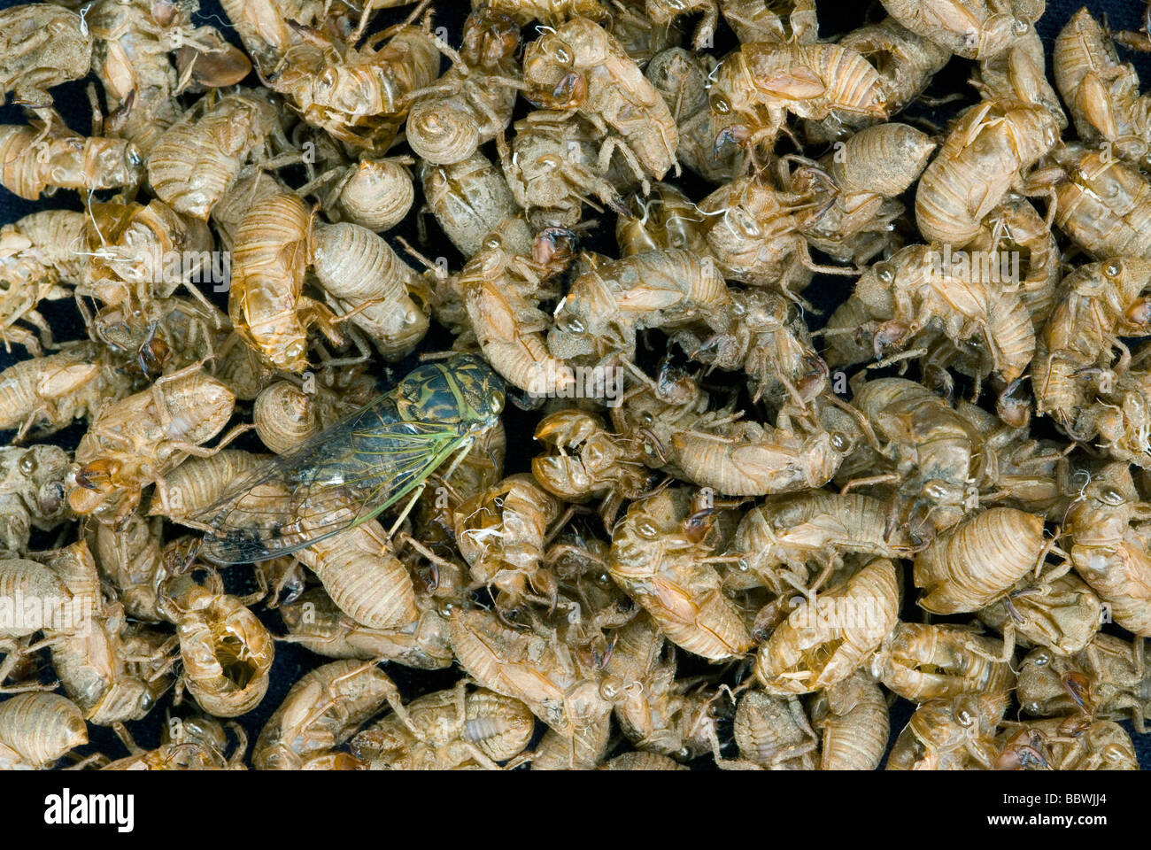 Cicala Dogday Harvestfly Tibicen canicularis su nymphal Cicala pelli USA orientale, da saltare Moody/Dembinsky Foto Assoc Foto Stock