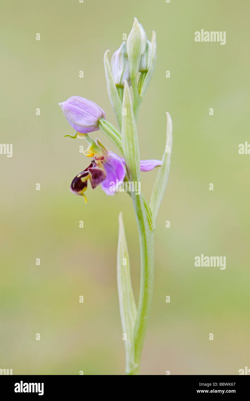 Bee Orchid (Ophrys apifera) fotografato in giugno Foto Stock