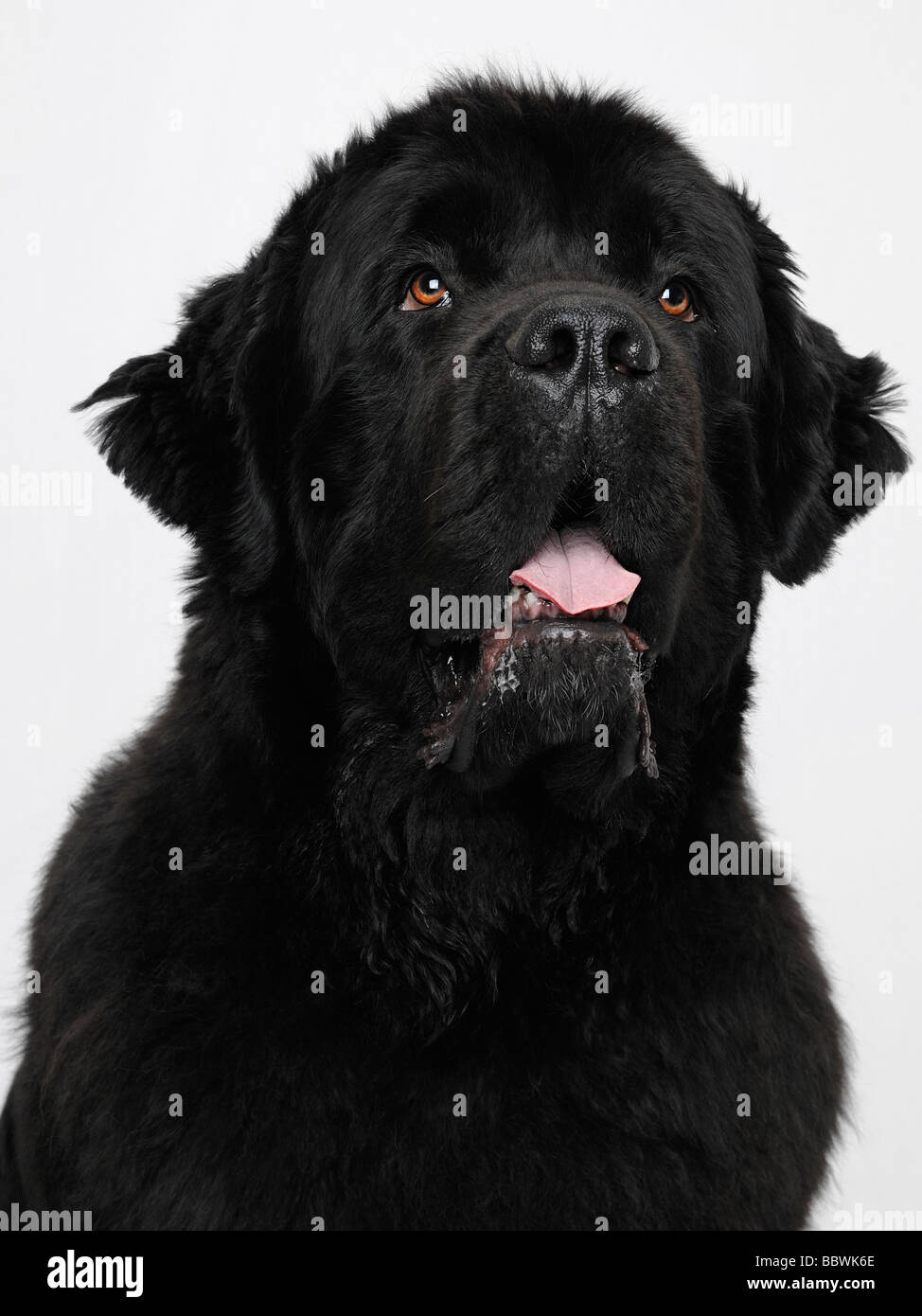 Cane di Terranova Close Up Foto Stock