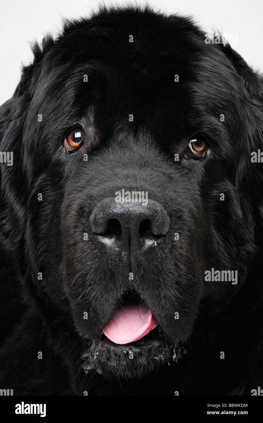 Cane di Terranova Close Up Foto Stock