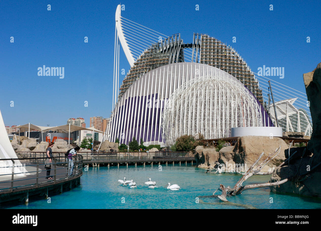 Progettato da Calatrava,L'Oceanografic di Valencia, la Città delle Arti e delle Scienze è una straordinaria collezione di moderni architectiure Foto Stock