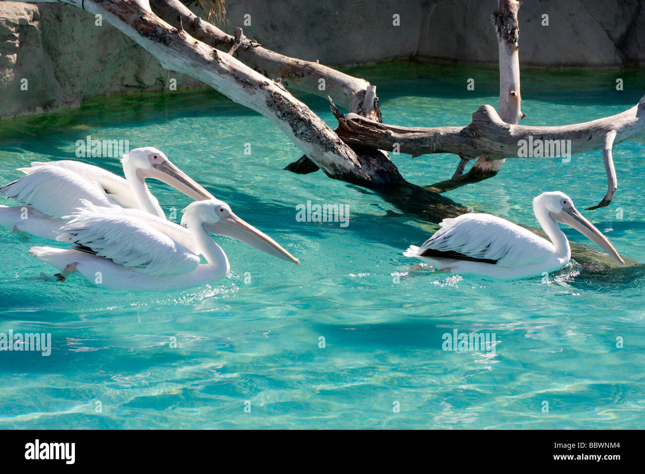 I pelicans nuotano in brillanti acque blu di L'Oceanografic aquarium di Valencia, la Città delle Arti e delle scienze,Spagna Foto Stock