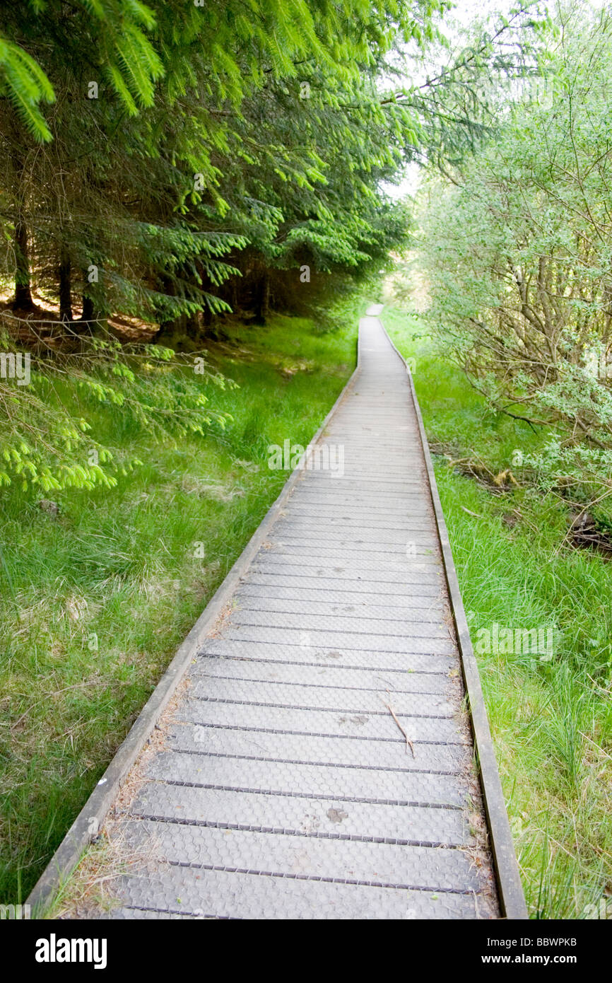 Ettrick Paludi - di proprietà della Commissione Forestale e gestito dai confini della foresta di fiducia per conservare gli habitat di aree inondabili Foto Stock