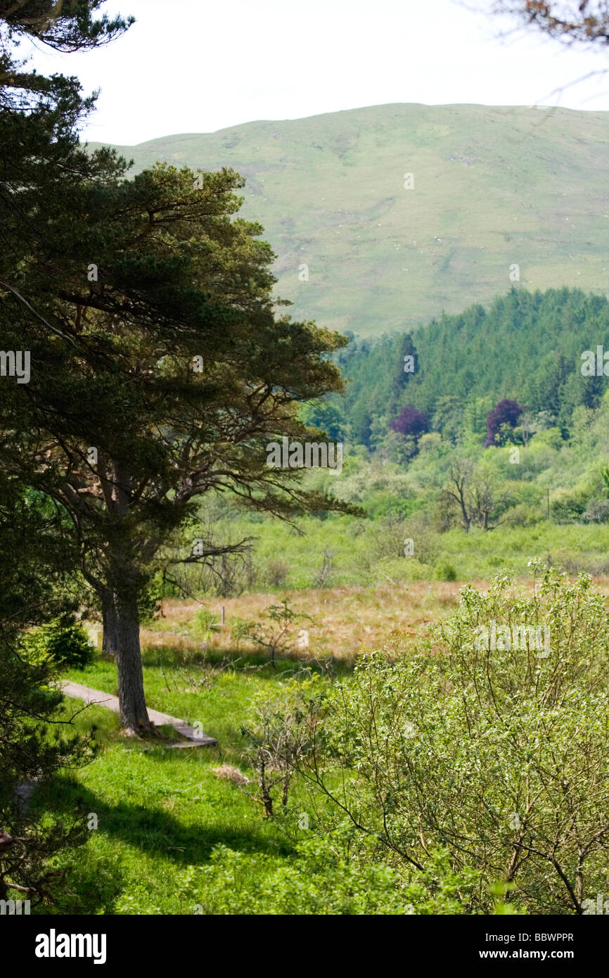 Ettrick Paludi - di proprietà della Commissione Forestale e gestito dai confini della foresta di fiducia per conservare gli habitat di aree inondabili Foto Stock