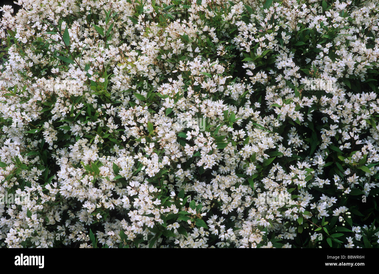 Deutzia gracilis 'Nikko' fiore bianco fiori del giardino di piante vegetali Foto Stock