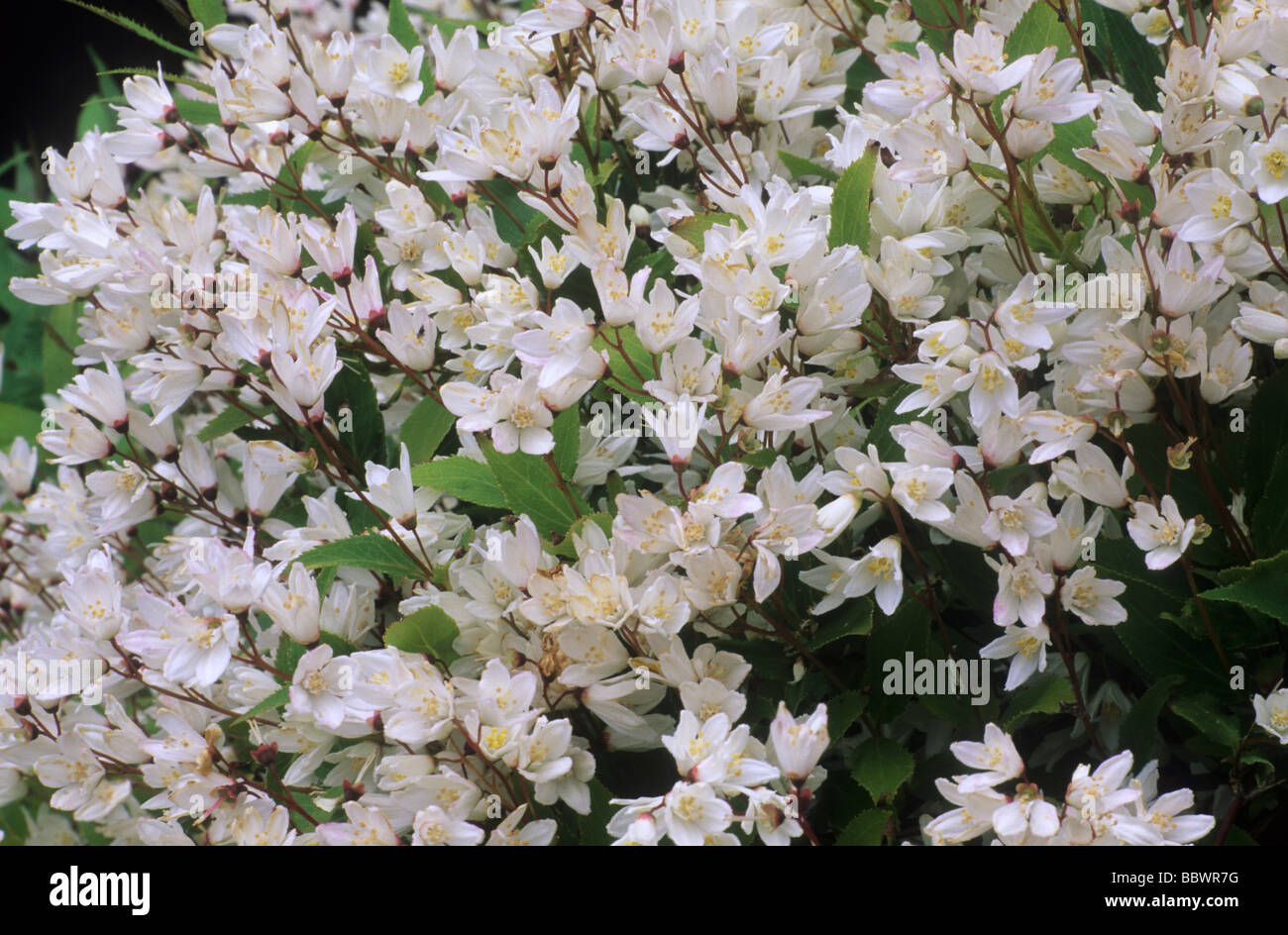 Deutzia gracilis 'Nikko' fiore bianco fiori del giardino di piante vegetali Foto Stock