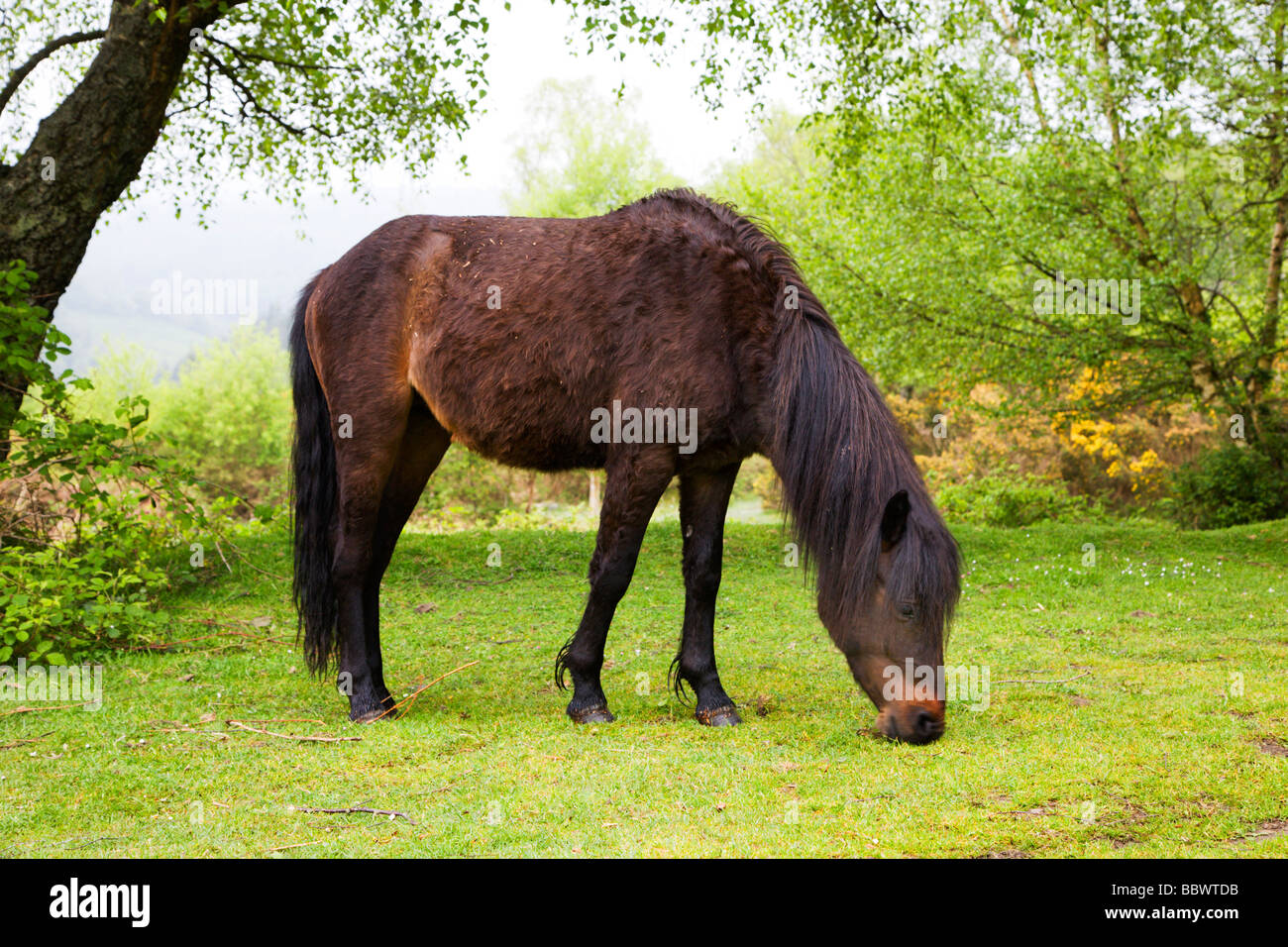 Dartmoor pascolo pony Dartmoor Devon England Foto Stock