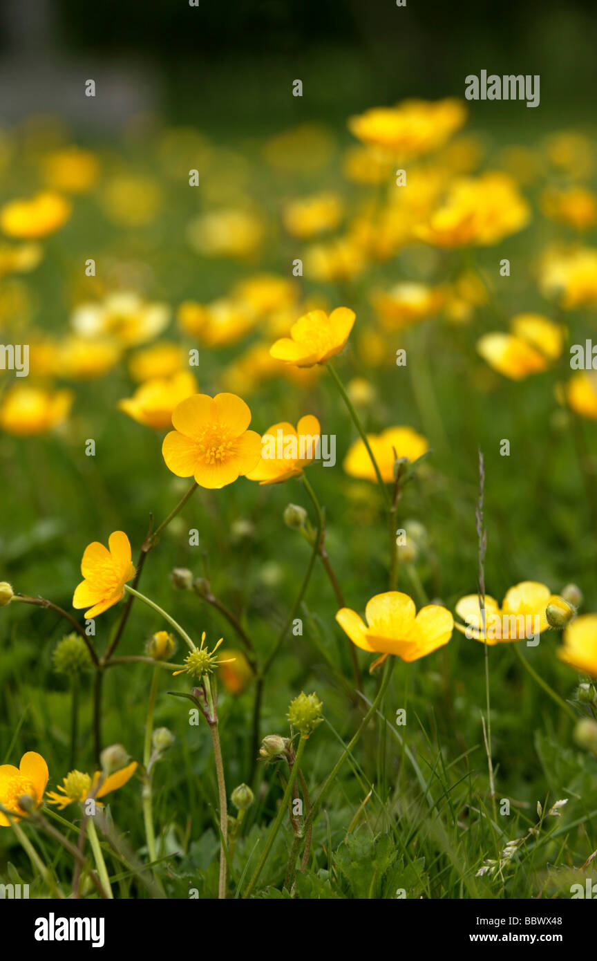 Giardino prato sovradimensionate coperto in grandi intitolata daisy raccolto ritratto in formato verticale con una grande area per copiare e una semplice Foto Stock