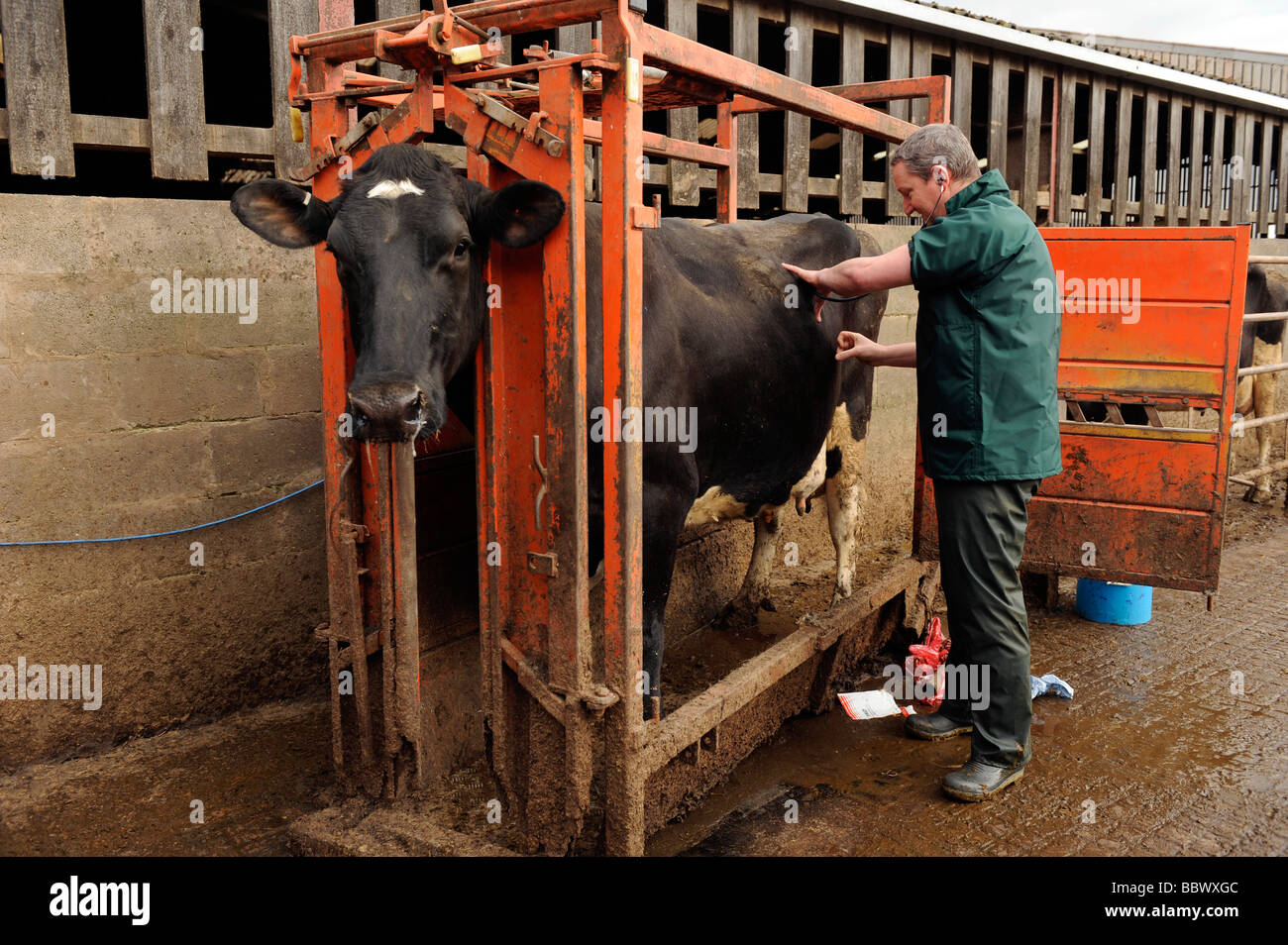Veterinario esamina una giovenca vacca in una frantumazione del bestiame Foto Stock