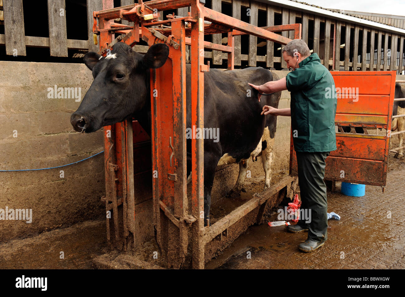 Veterinario esamina una giovenca vacca in una frantumazione del bestiame Foto Stock