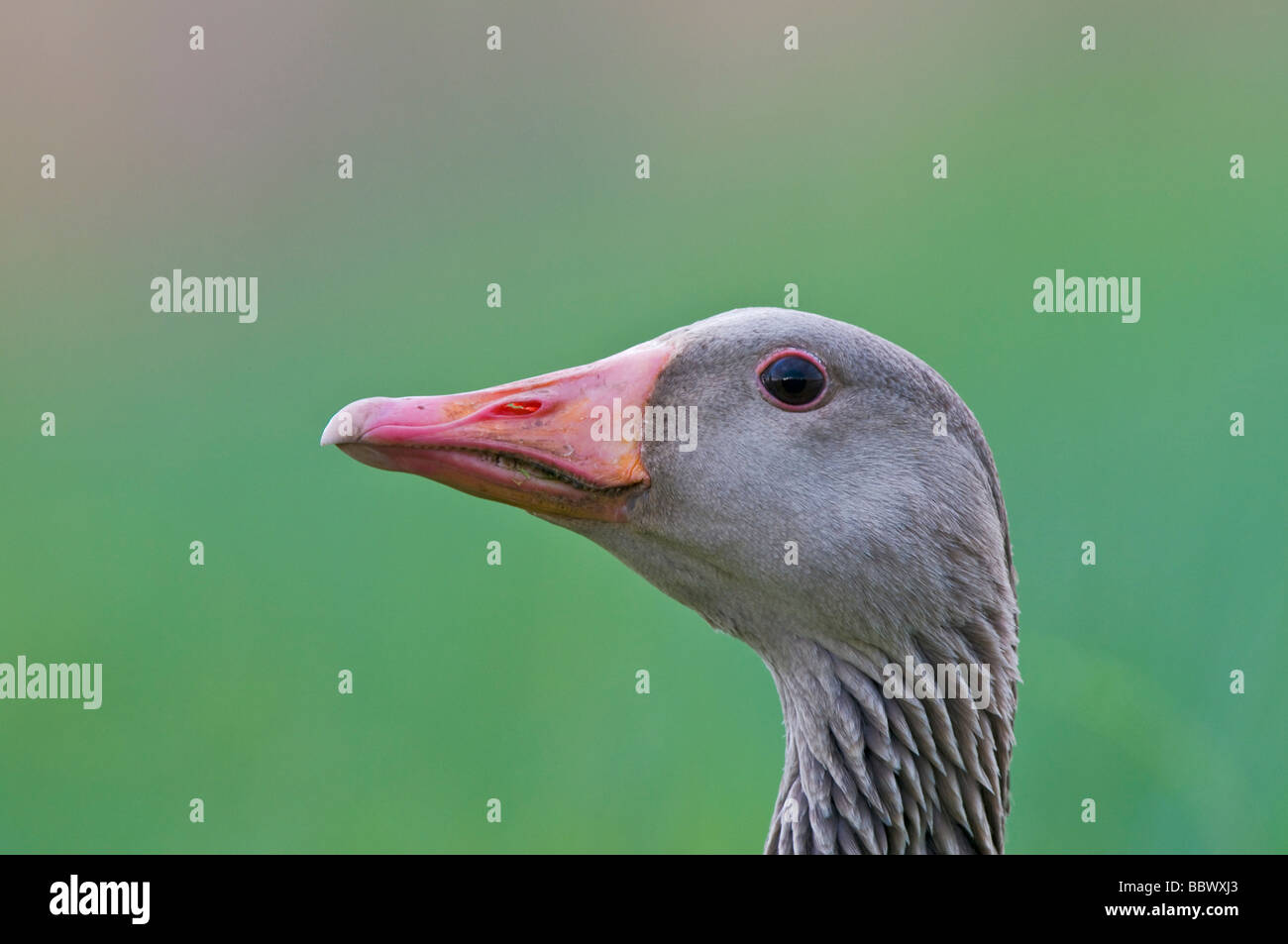 Graylag Goose (Anser anser) Foto Stock