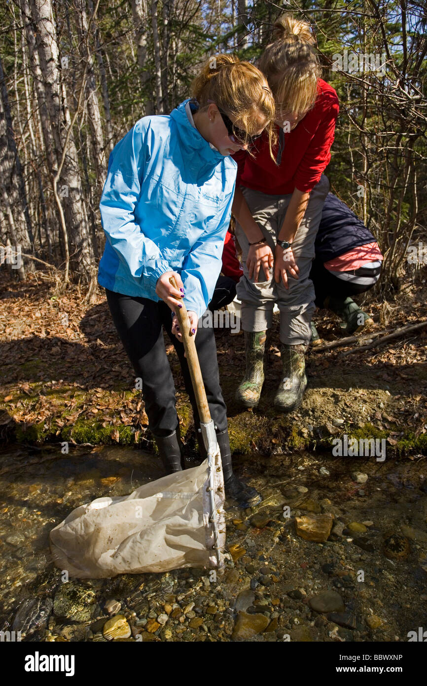 Gruppo di bambini esplorare invertebrati in un torrente, nutrizione per i giovani la Chinook o salmone King, salmone fritto, Yukon Outdoor Sch Foto Stock