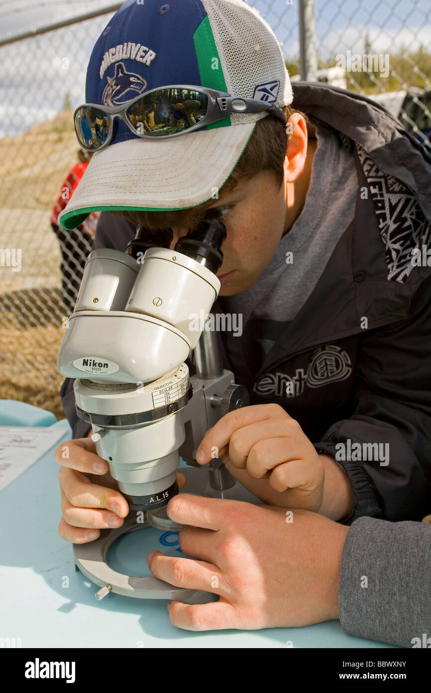 Ragazzo la visione di invertebrati, microscopio Yukon Outdoor programma scolastico, Dipartimento della Pesca e degli oceani, DFO, mcintyre Creek h Foto Stock