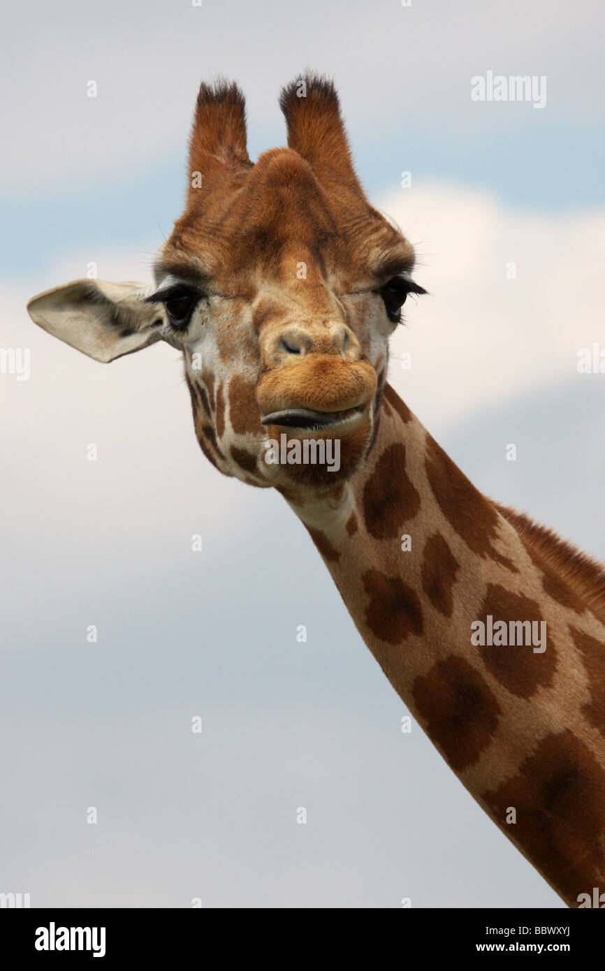 Ritratto di una giraffa Rothschild con la sua testa in alto nel cielo Foto Stock