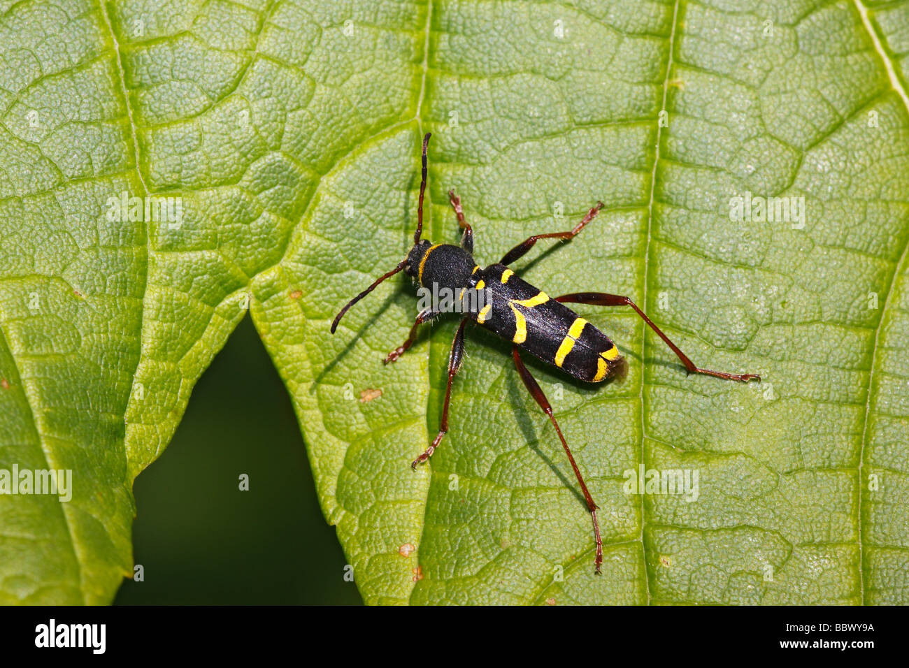 Beetle seduto su una foglia di acero, Wasp beetle (Clytus arietis) Foto Stock
