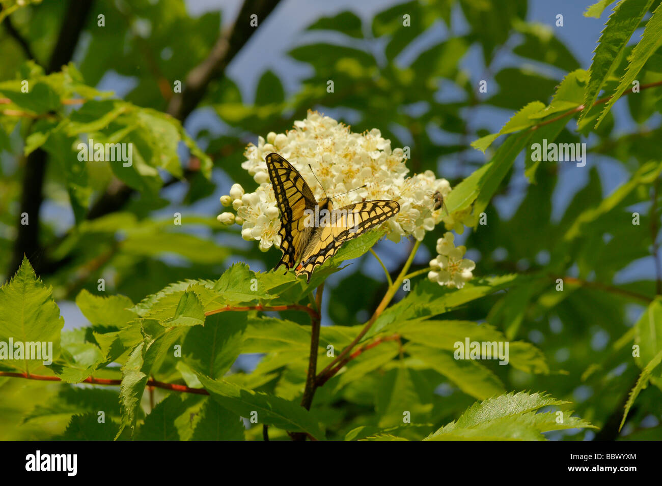 A coda di rondine a farfalla (Papilio machaon) Foto Stock